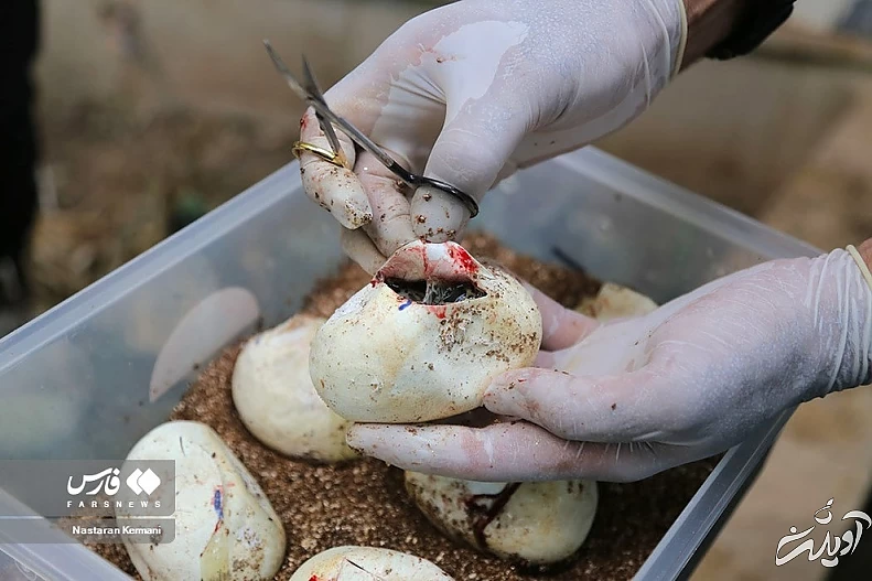 (تصاویر) تولد بچه مارهای پیتون در پارک چمران کرج